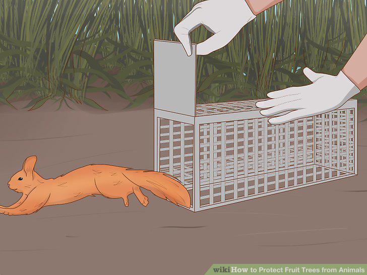 Step 11
