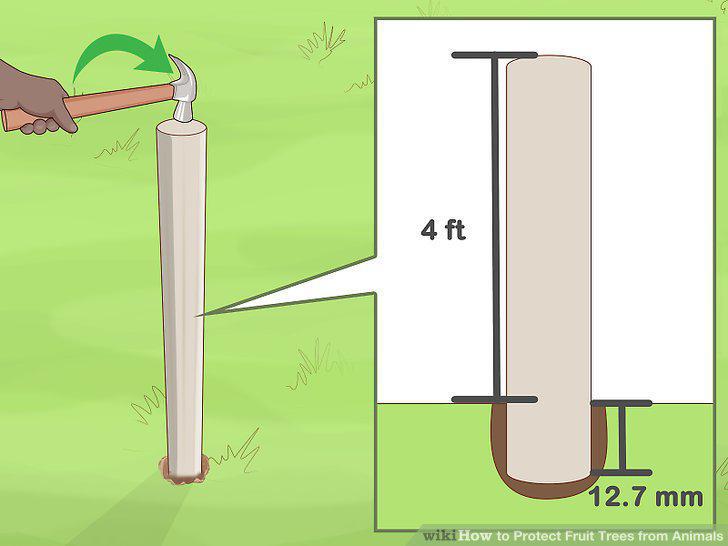 Step 12