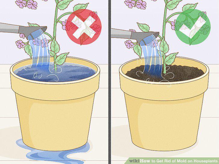 Step 12