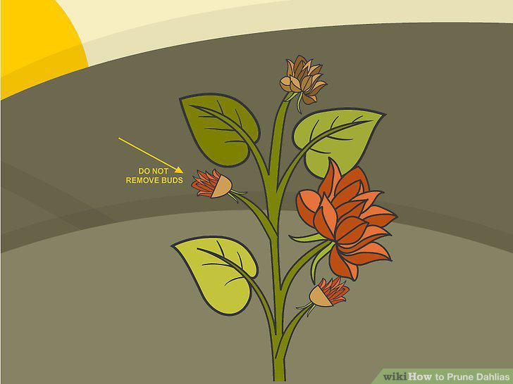 Step 5