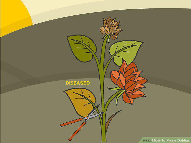 Step 6