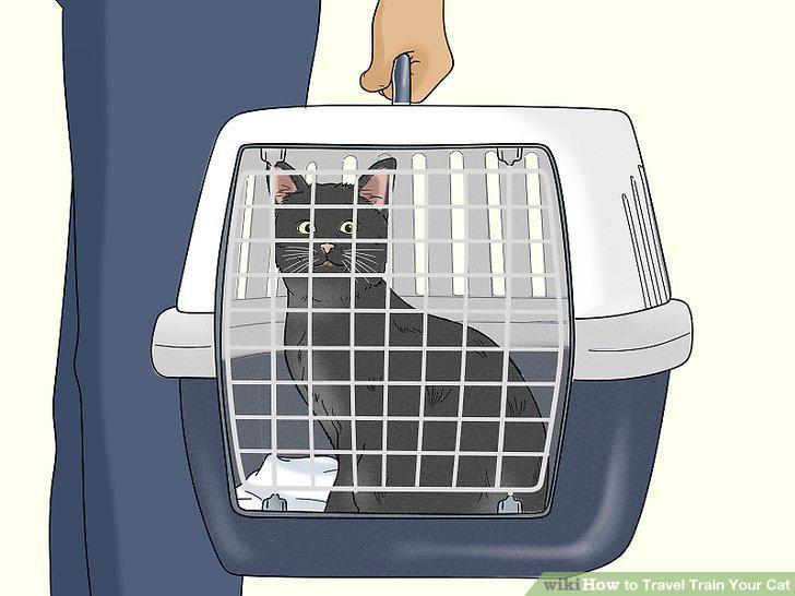 Step 11