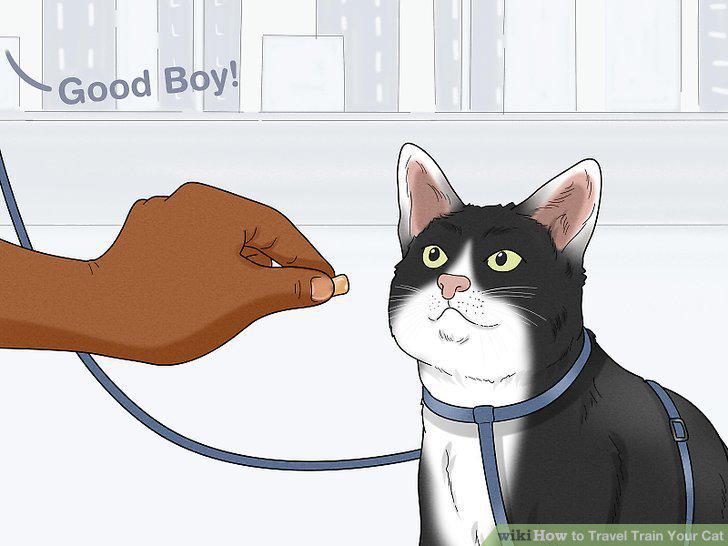 Step 19