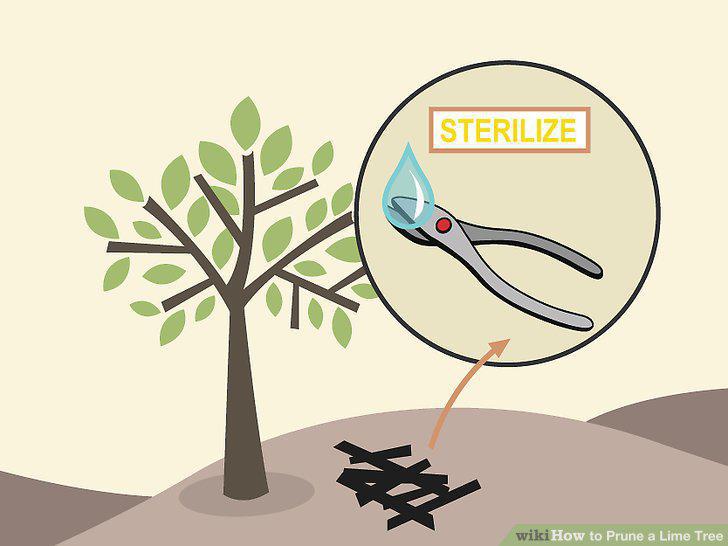 Step 7