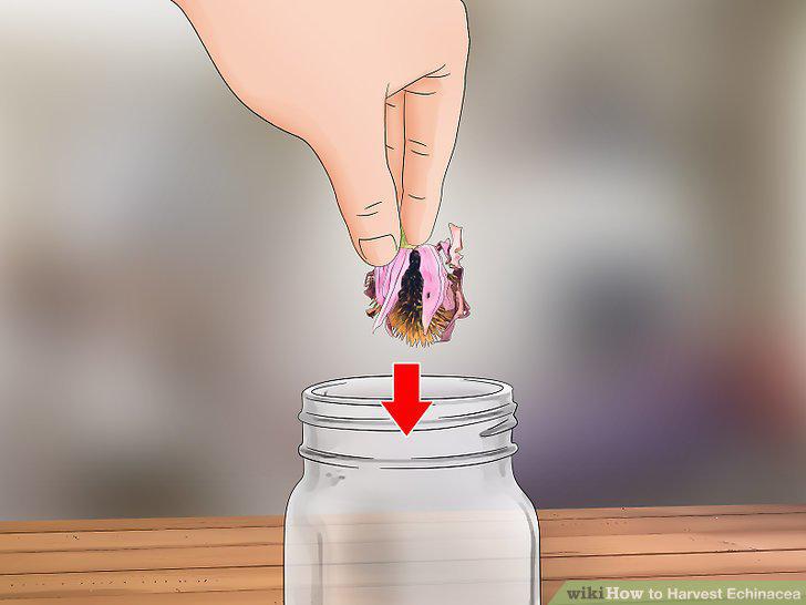 Step 12