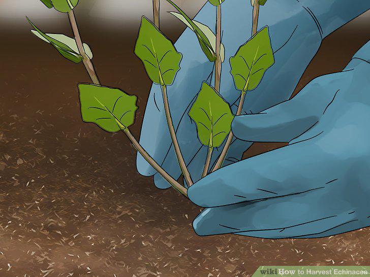 Step 8