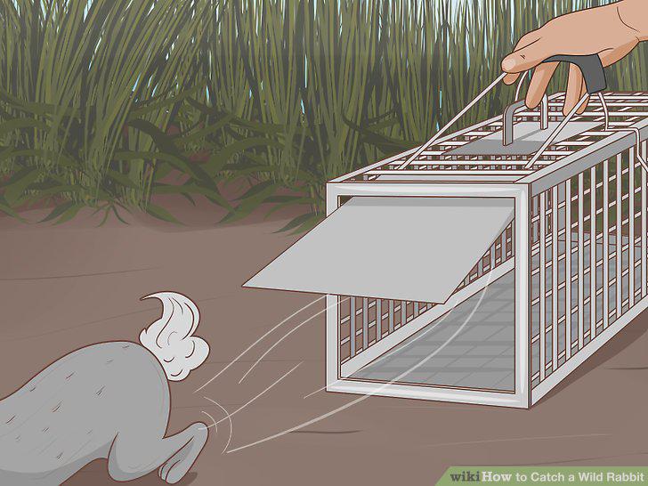Step 11