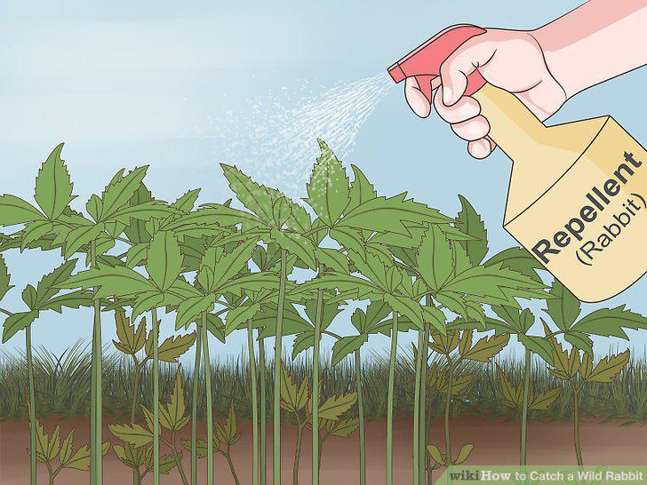 Step 13