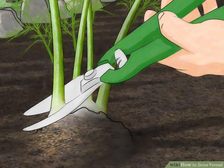 Step 5