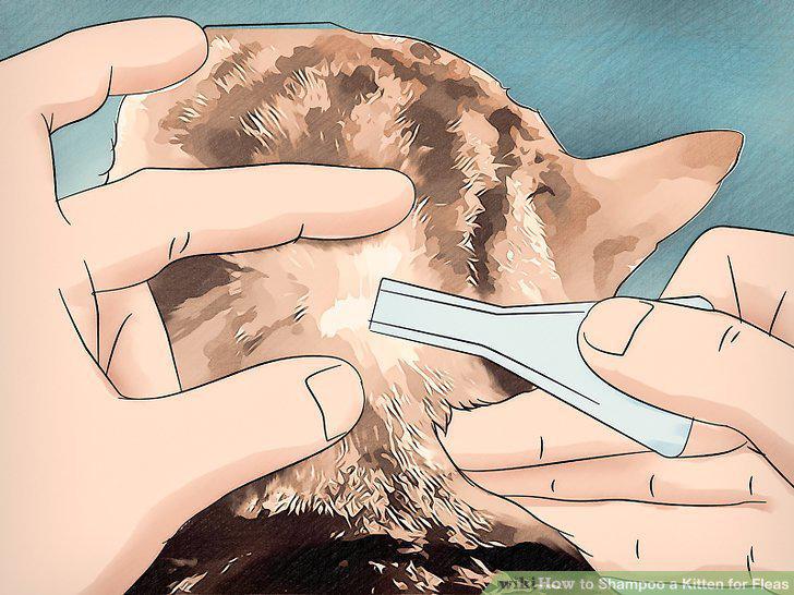 Step 12