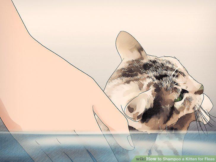 Step 5