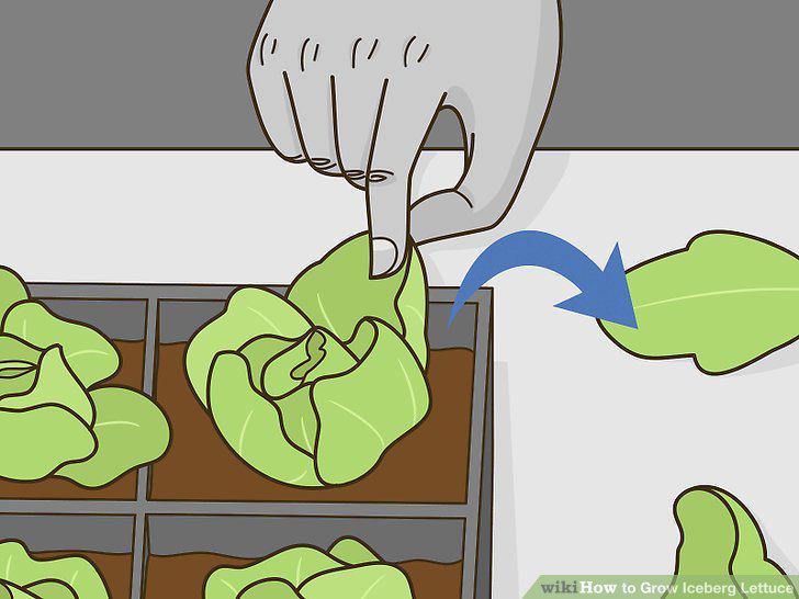 Step 11