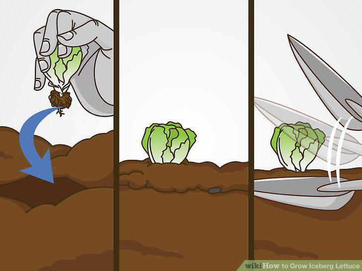Step 12