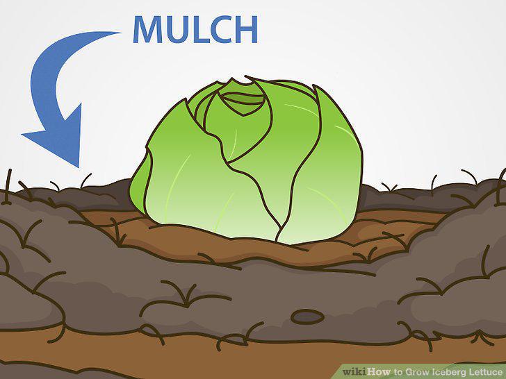 Step 15