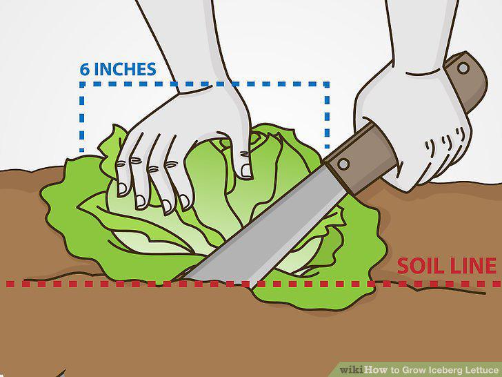 Step 17