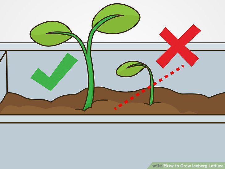 Step 5