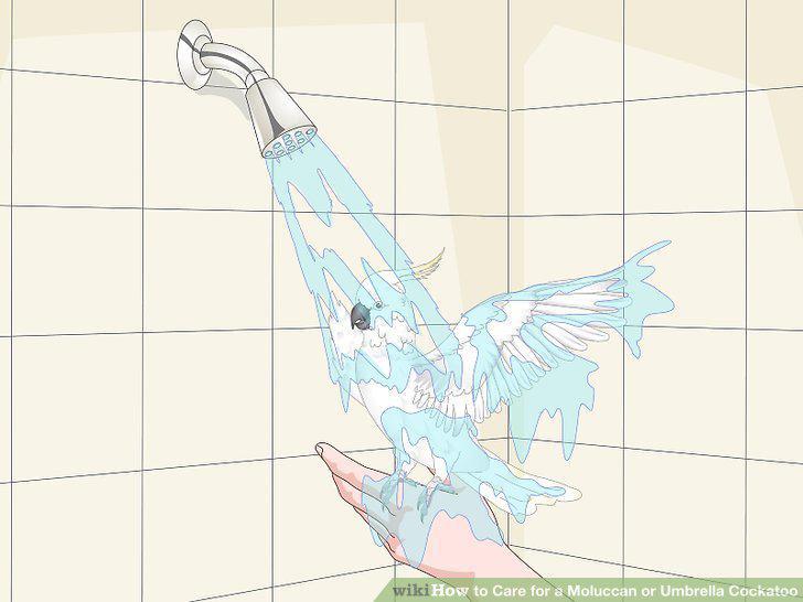 Step 11