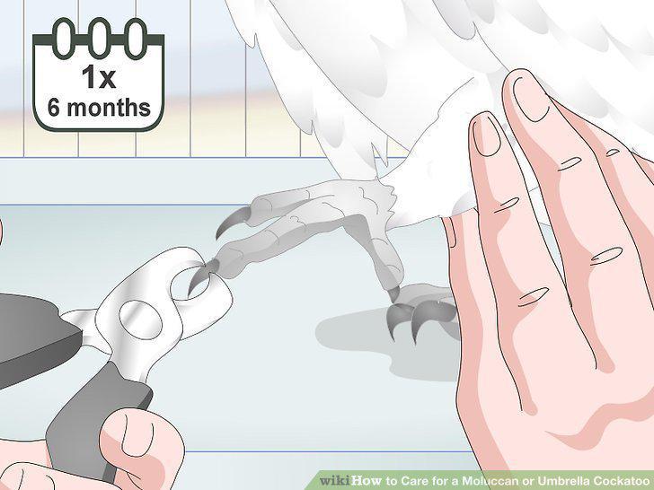 Step 12