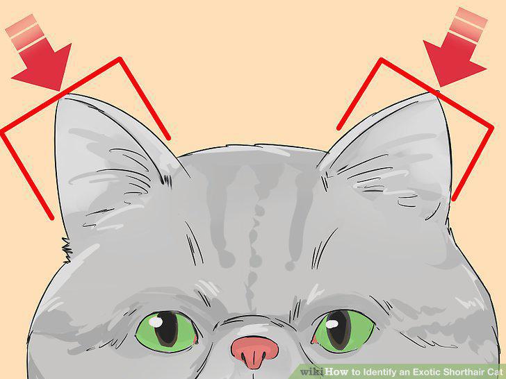 Step 5