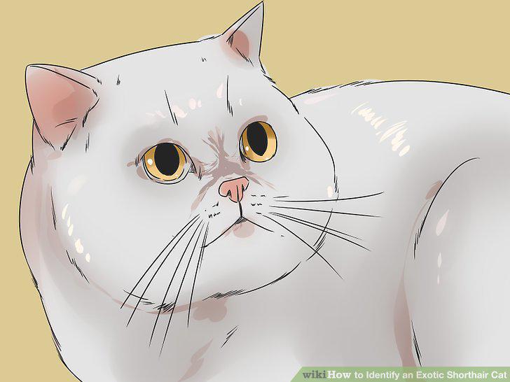 Step 10