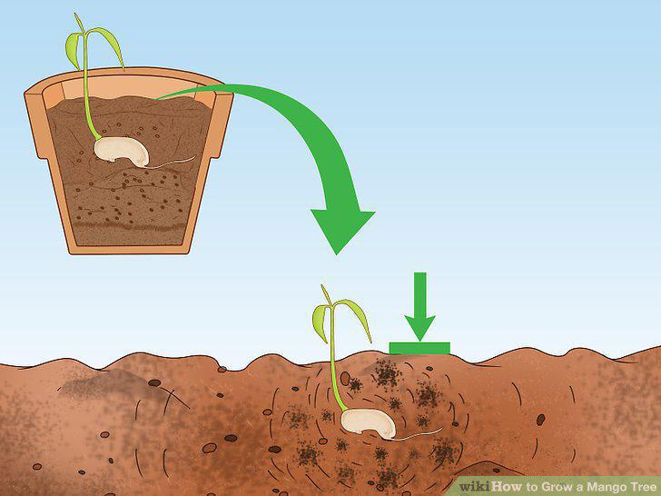 Step 12