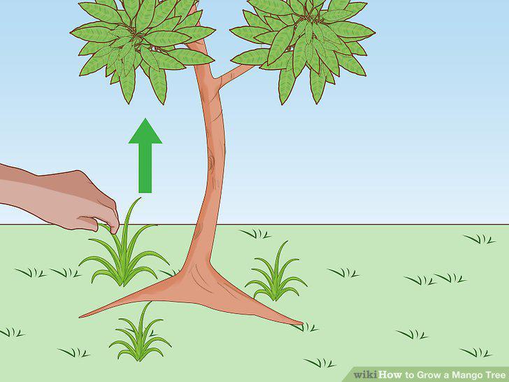 Step 15