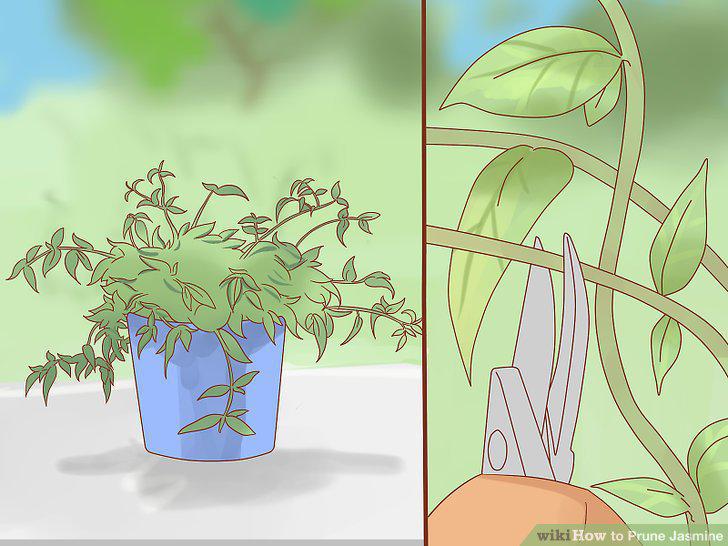 Step 11
