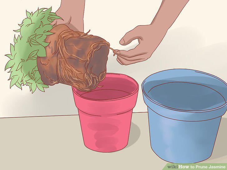 Step 12