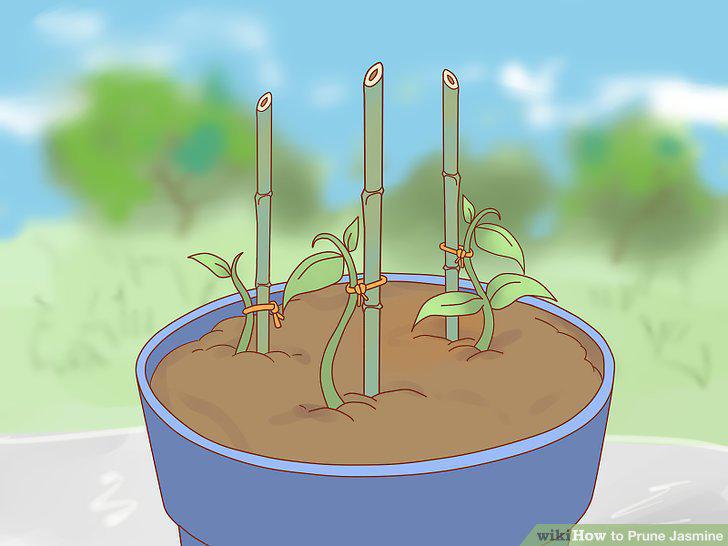 Step 15