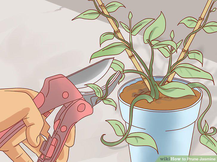 Step 17