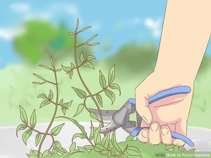 Step 5
