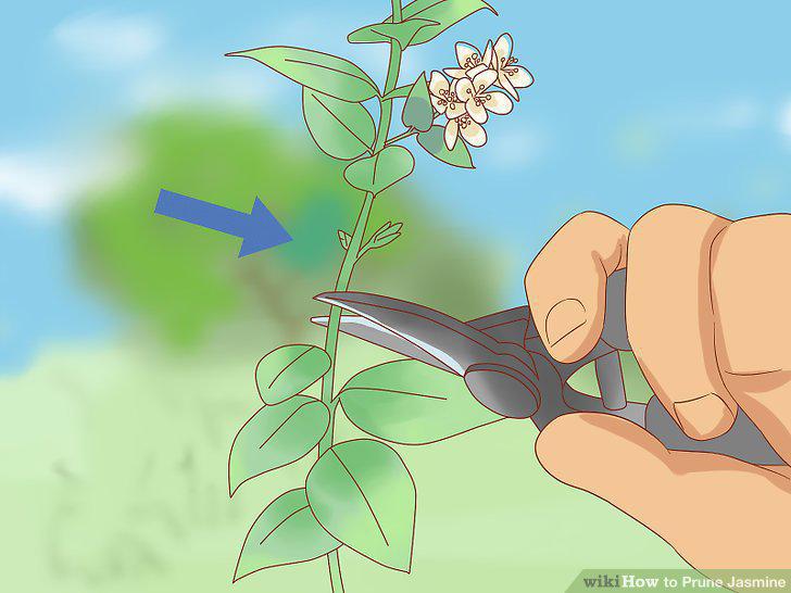 Step 9