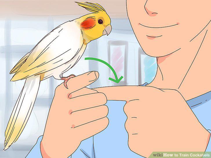 Step 11