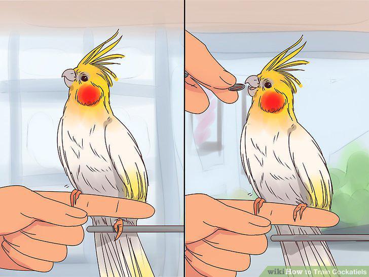 Step 12