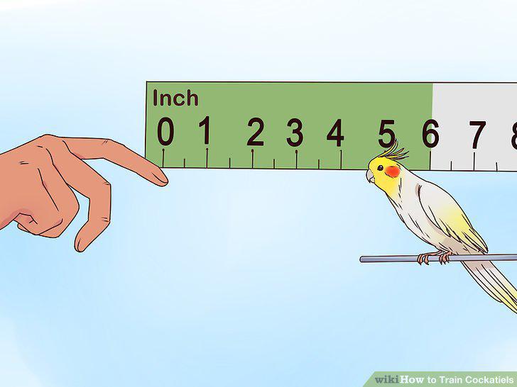 Step 13