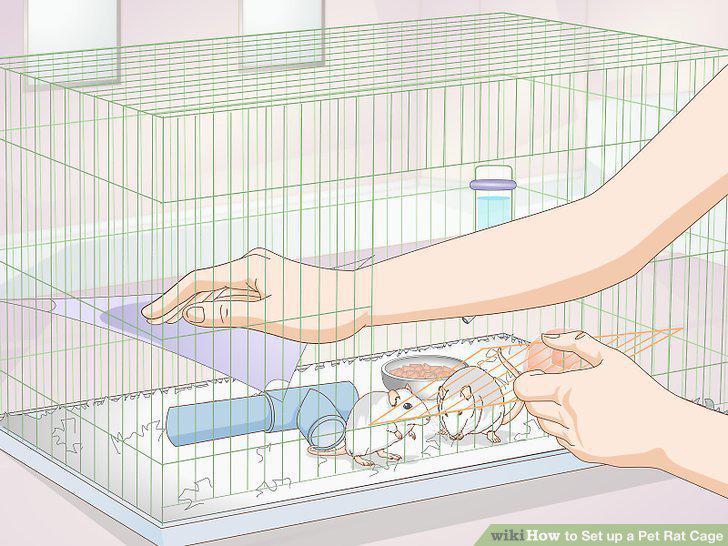 Step 11