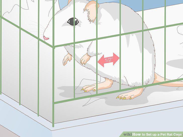 Step 12