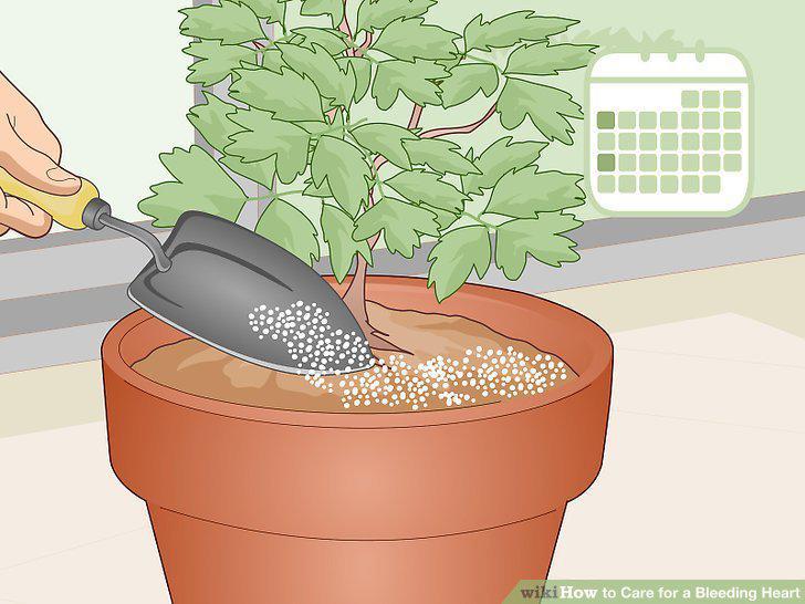 Step 12