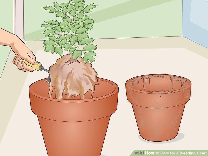 Step 19