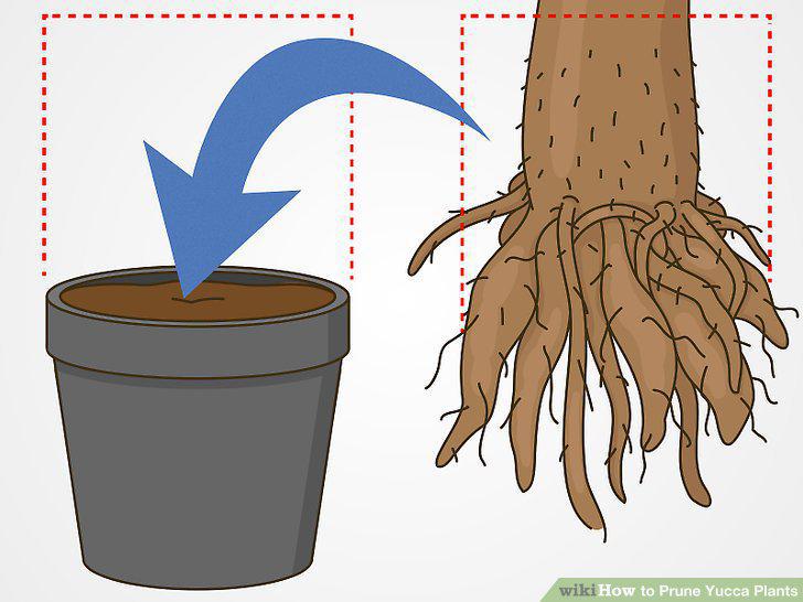 Step 11