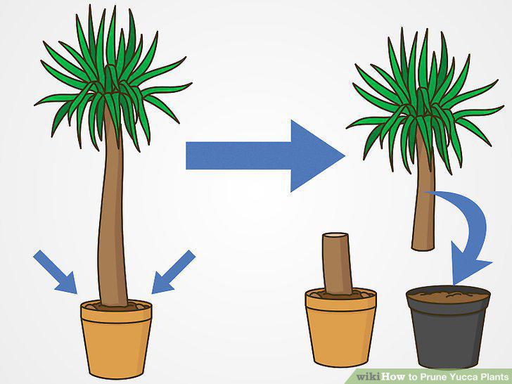 Step 5