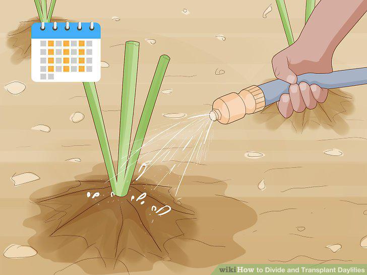 Step 12