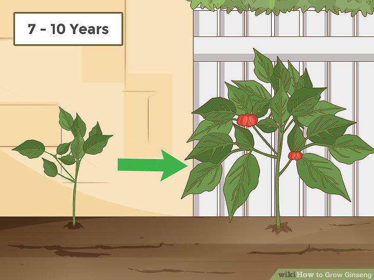 Step 22