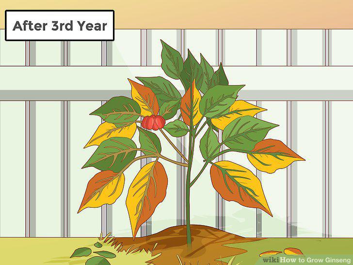 Step 24