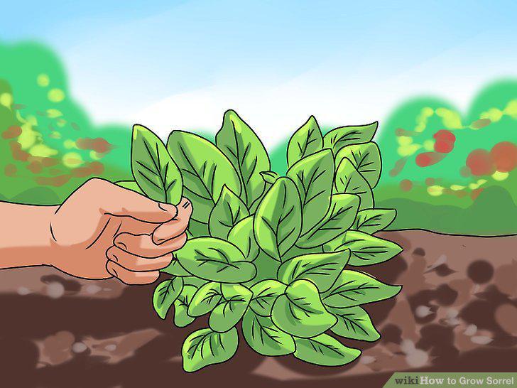 Step 11