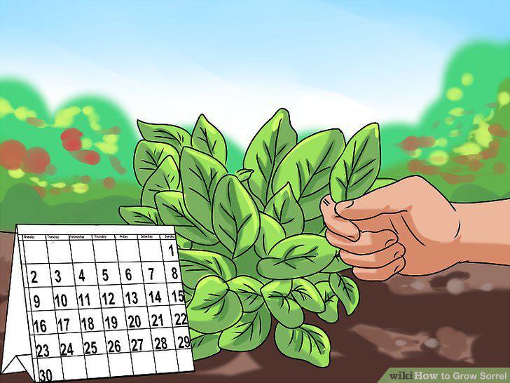 Step 12