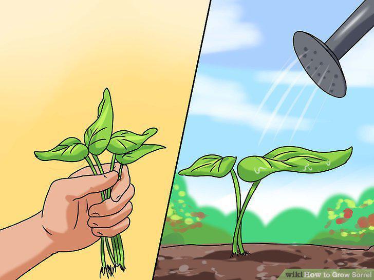 Step 10