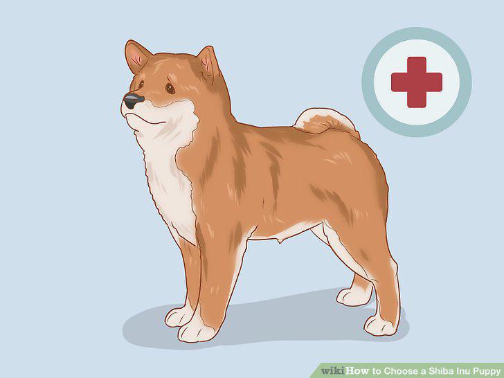Step 12