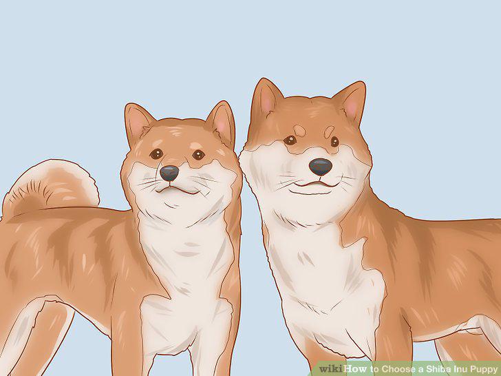 Step 13