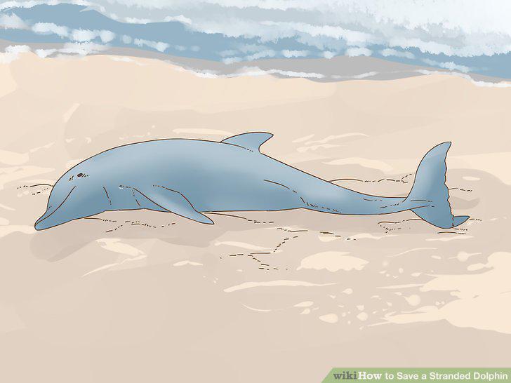 Step 17
